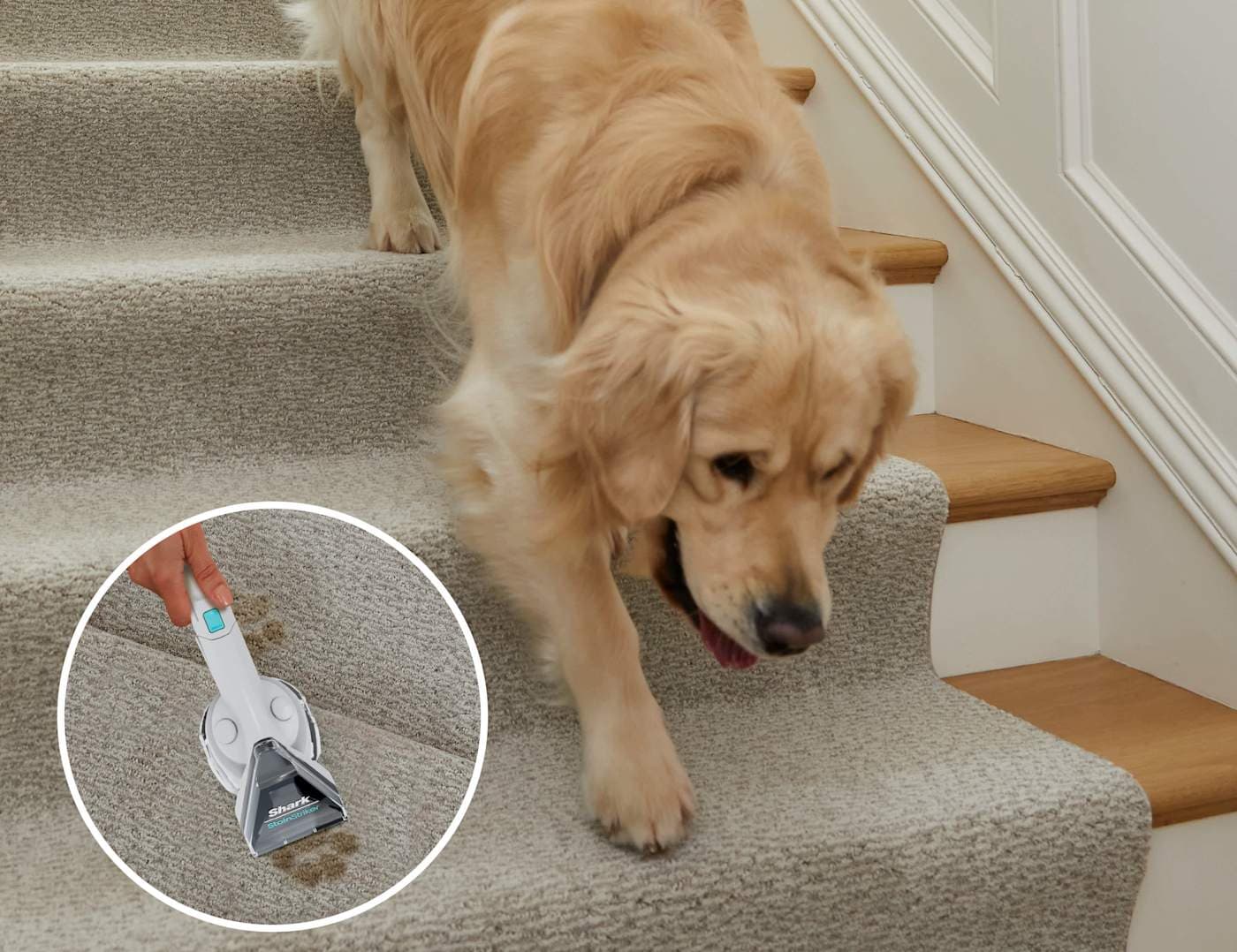 Hund läuft eine Teppichtreppe hinunter; im Kreis der Aufsatz für Haustierflecken bei der Arbeit